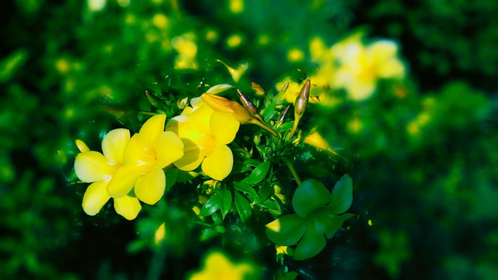 Yellow flower