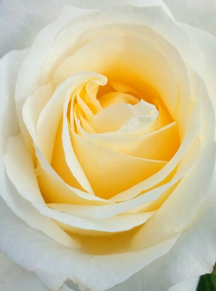 White rose