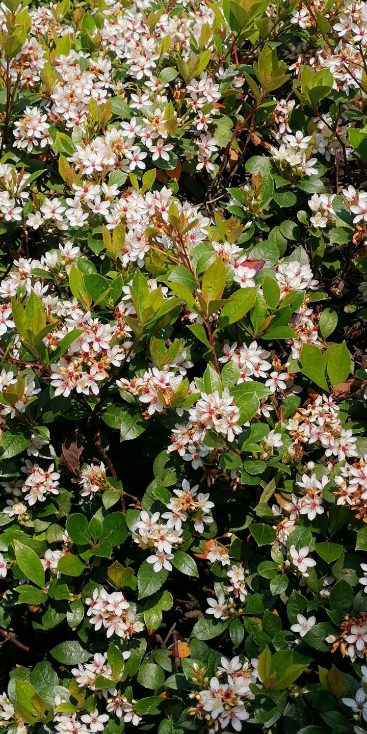 white flower taiwan