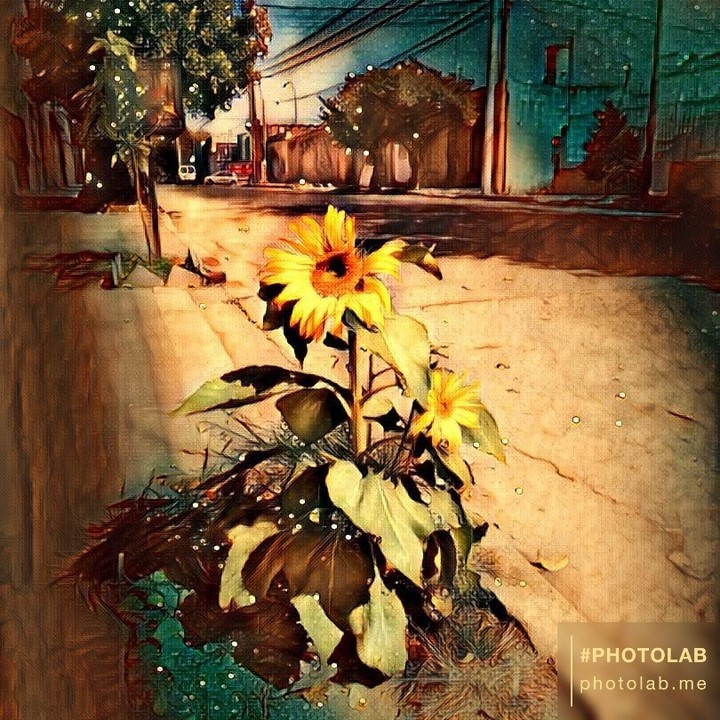 girasol