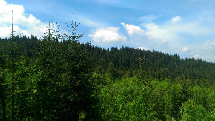 Forest