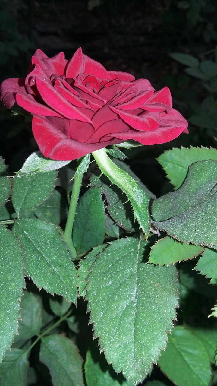 Duch Rose