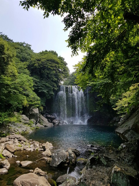 植物, Water壁纸
