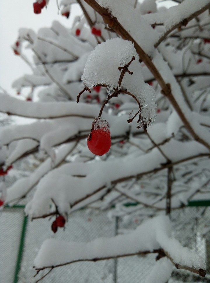 Guelder rose and snow