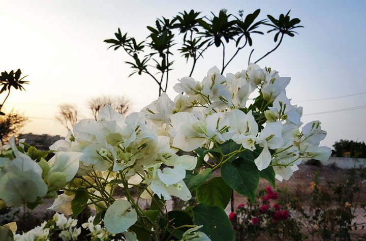 flowers from the garden