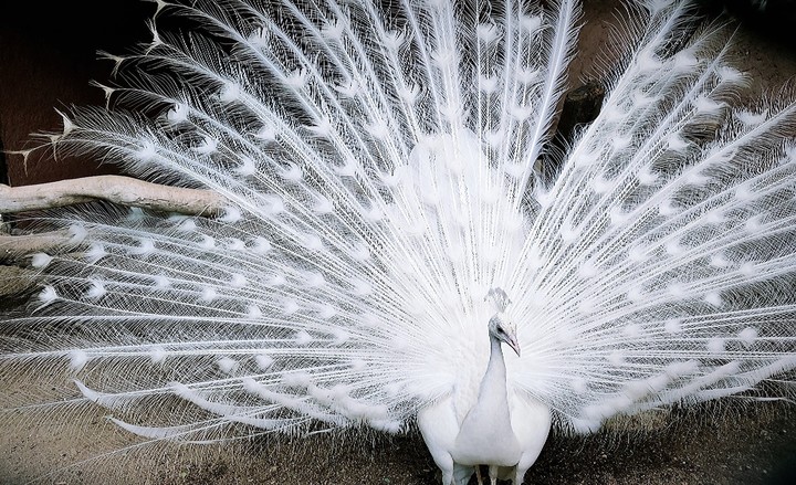 peafowl