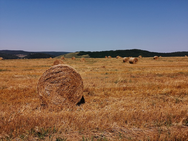 Golden fields