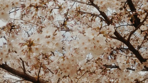cherry blossom