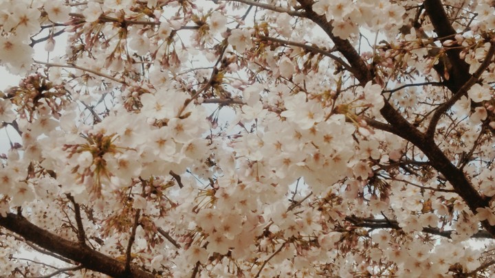 cherry blossom