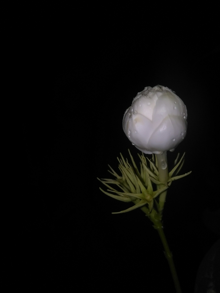 jasmine