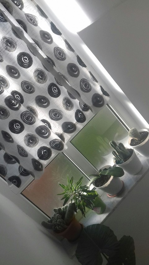 Window