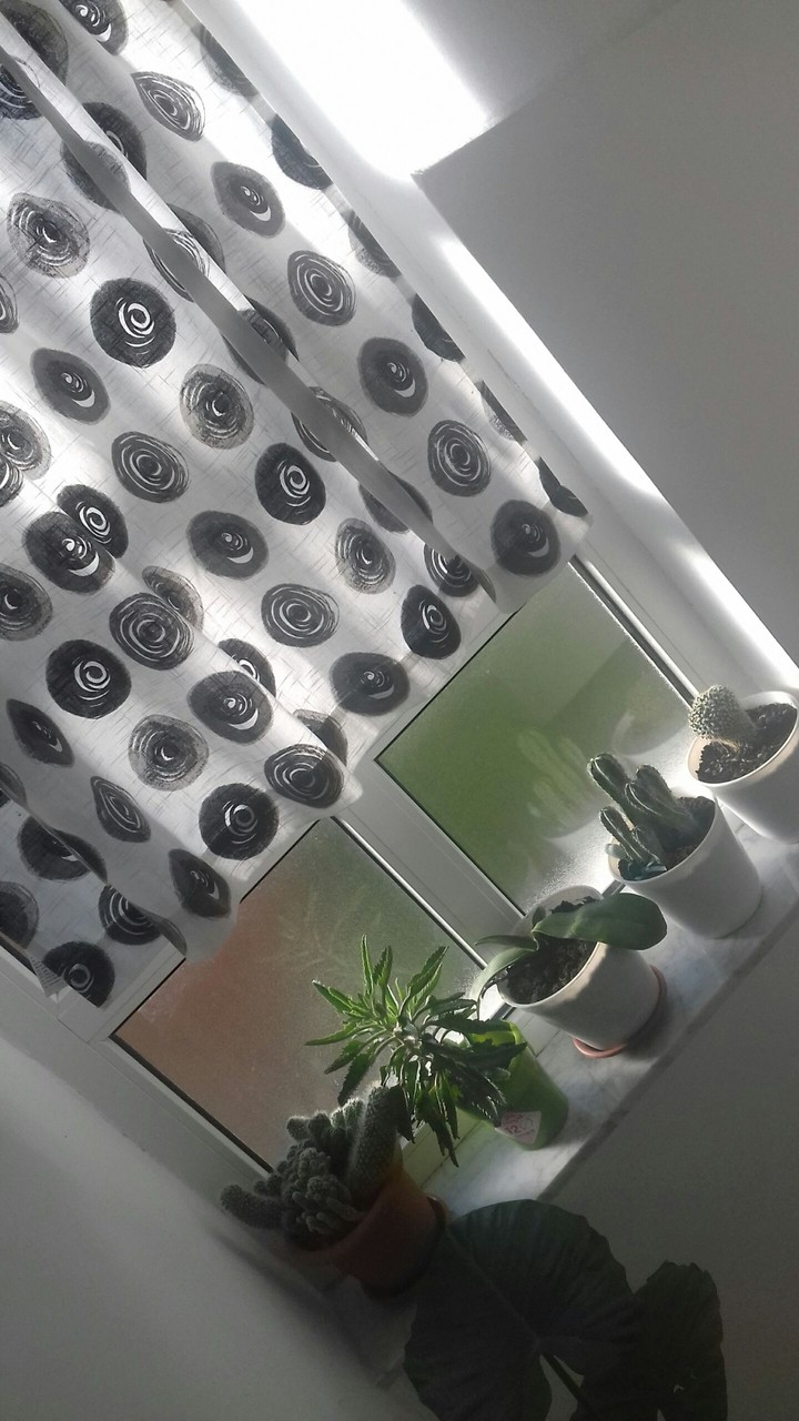 Window