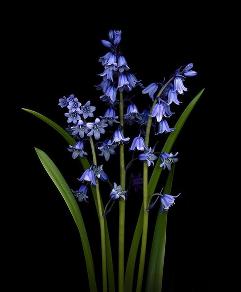 Hyacinth