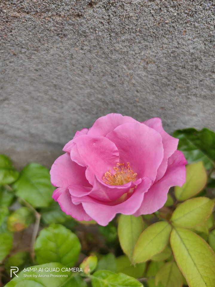 rose