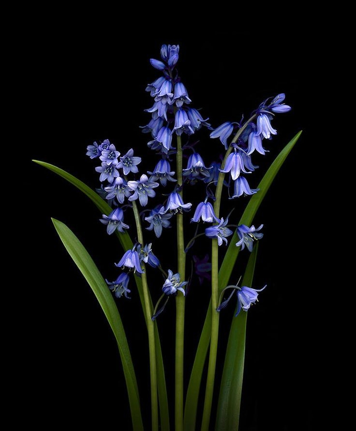 Hyacinth