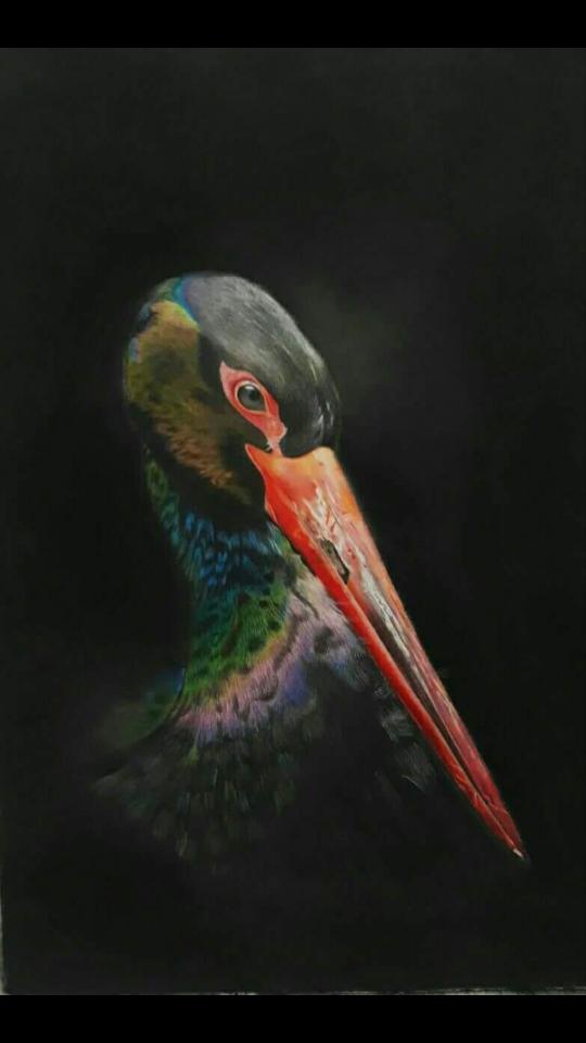 bird