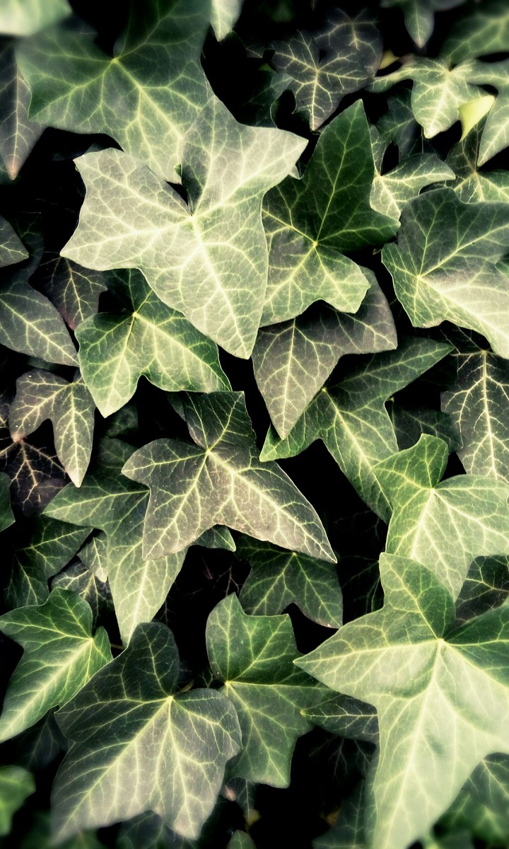 Windy leaves