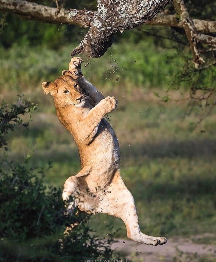 jump higher