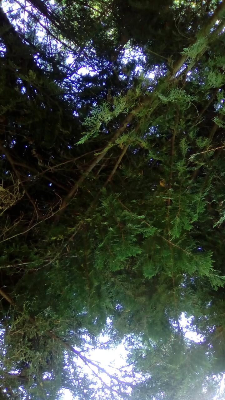 tree/alberi