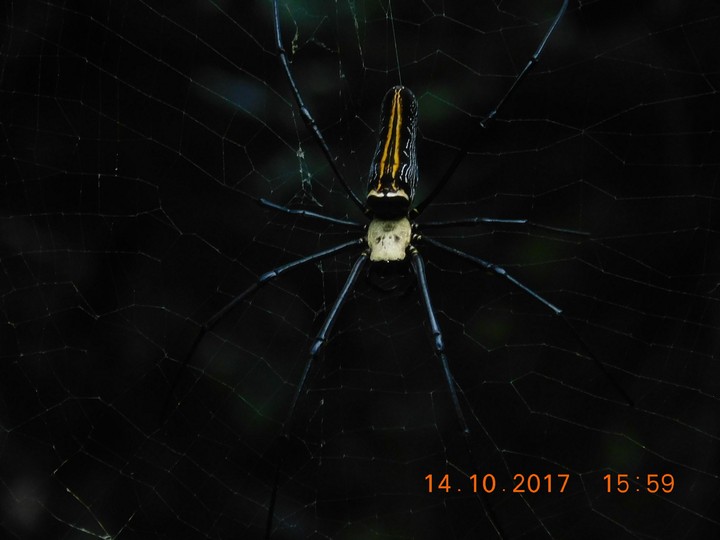 spider max