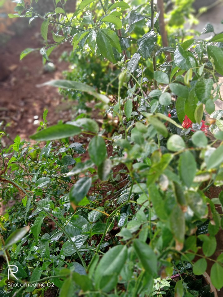 greeny