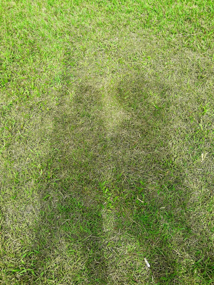 Grass