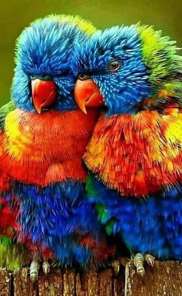 Plumaje