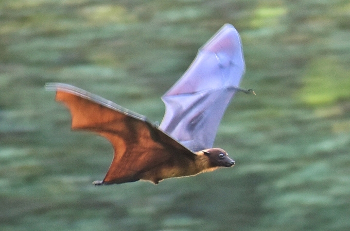 bat