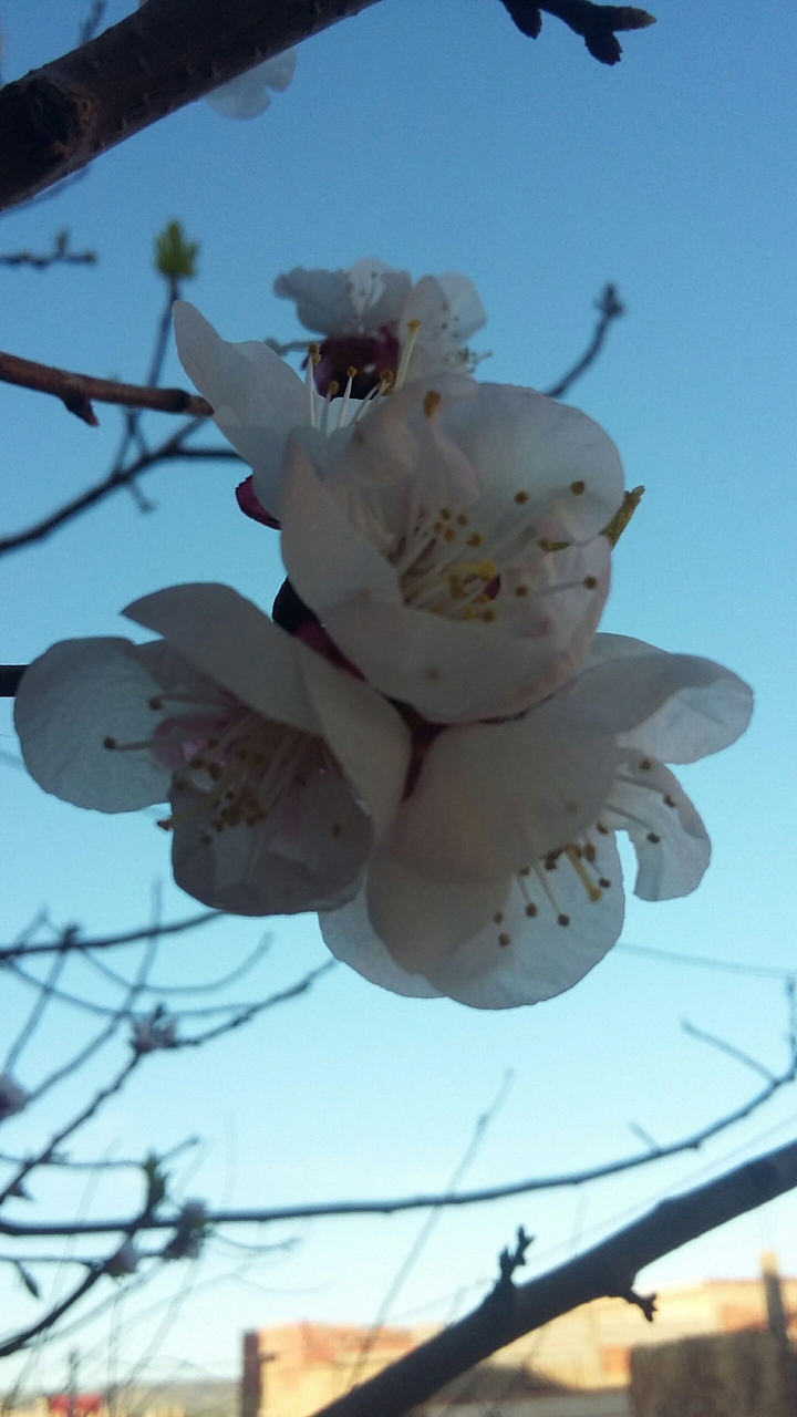 abricot fleur