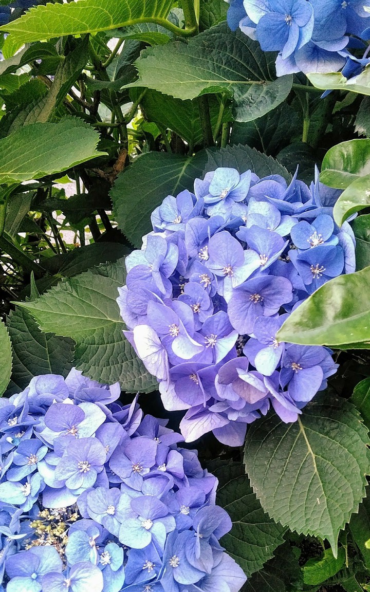 hydrangea