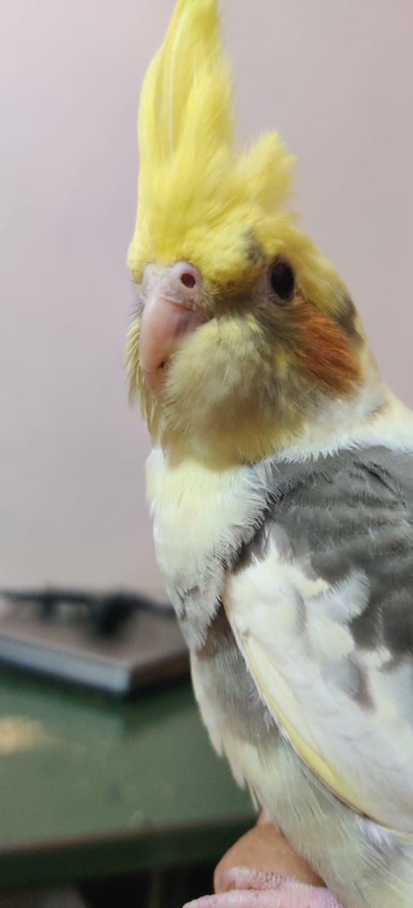 it's my cocoa