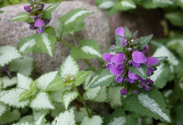 plant