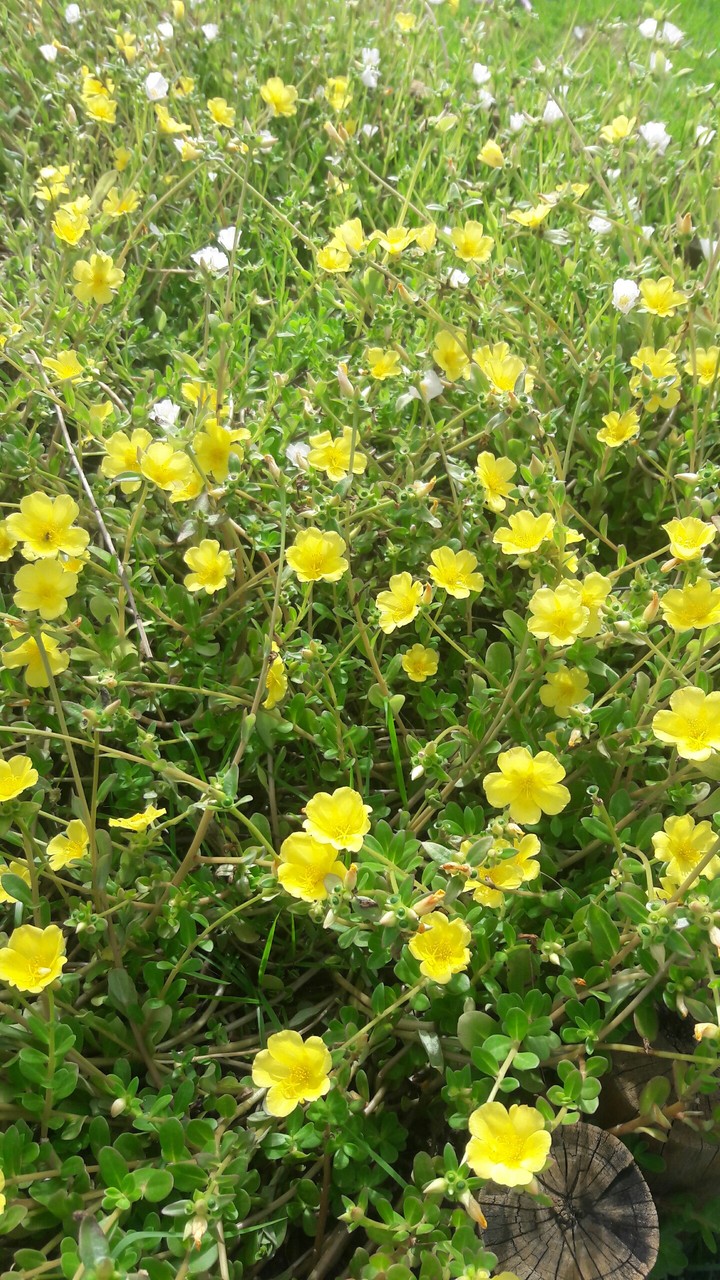 Yellow Flower