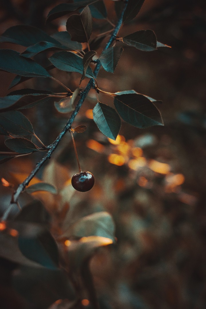 Cherry Alone