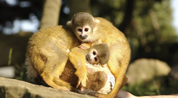 cute monkey's