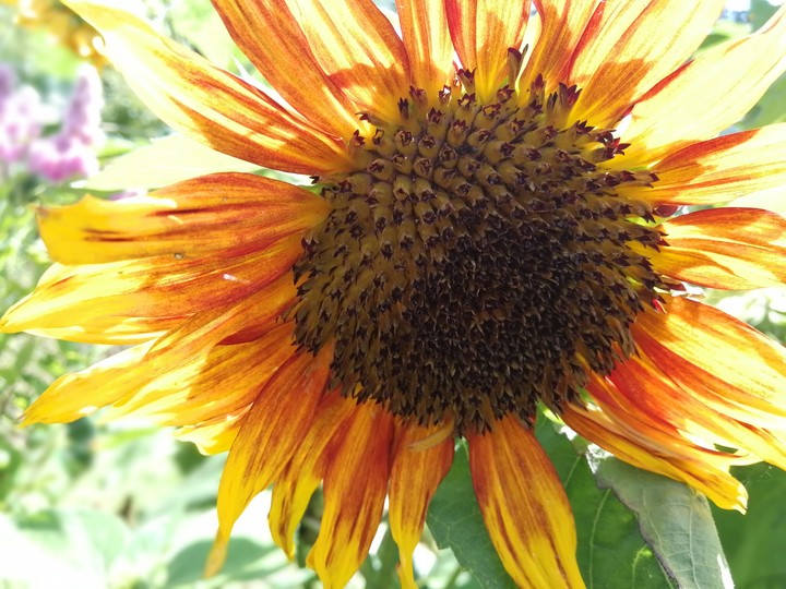 sunflower