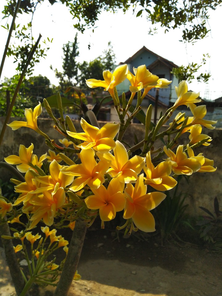 frangipani