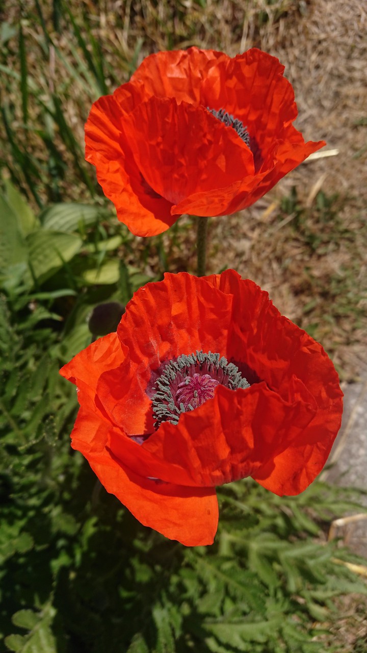 Poppies