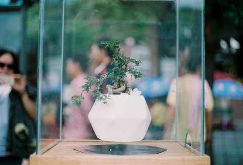 Flora