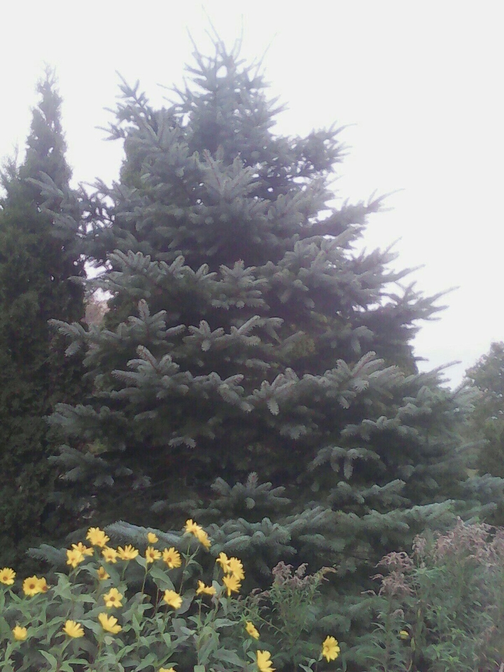 Sunflowers and Blue Spruce Tree