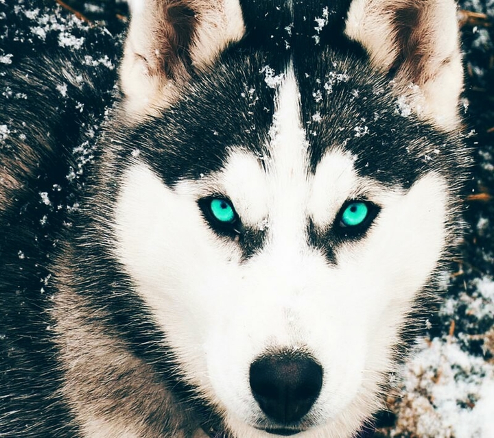 The whole wolf is in his eyes.......