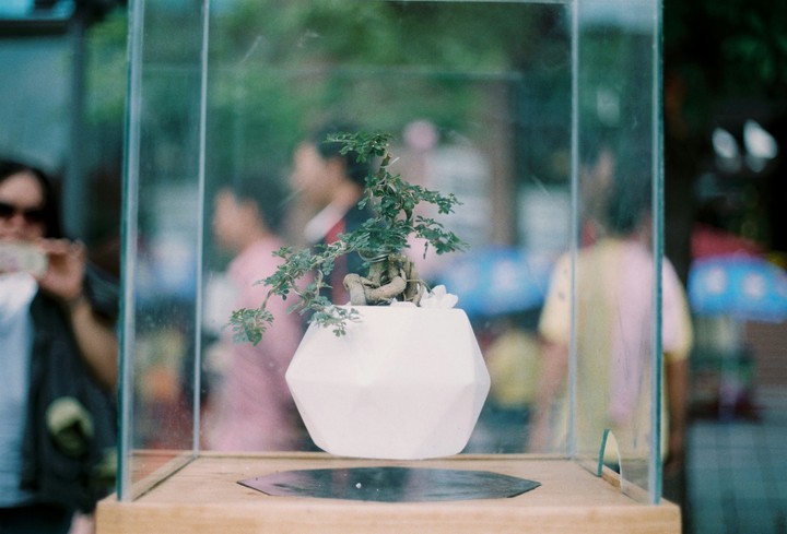 Flora