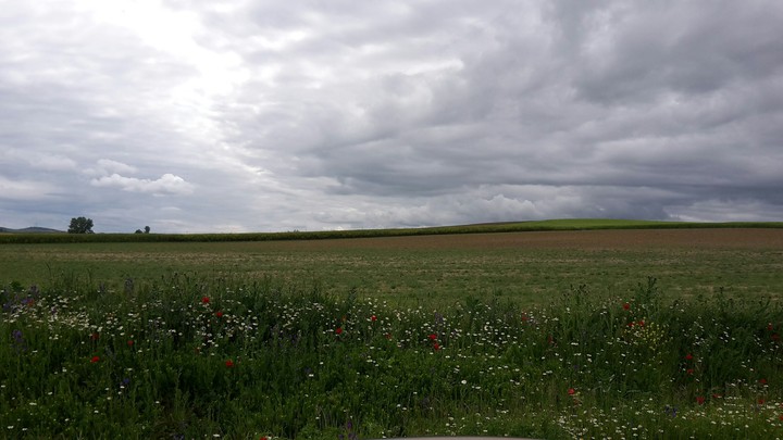 campo