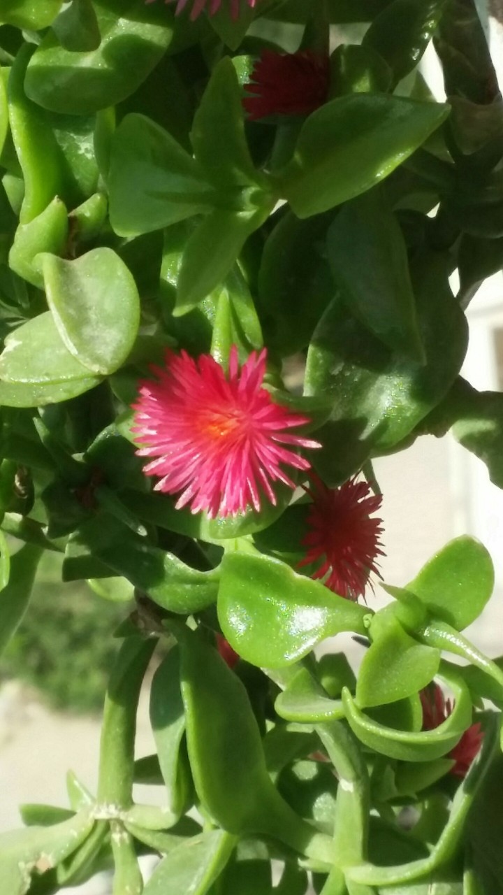 flowers red green