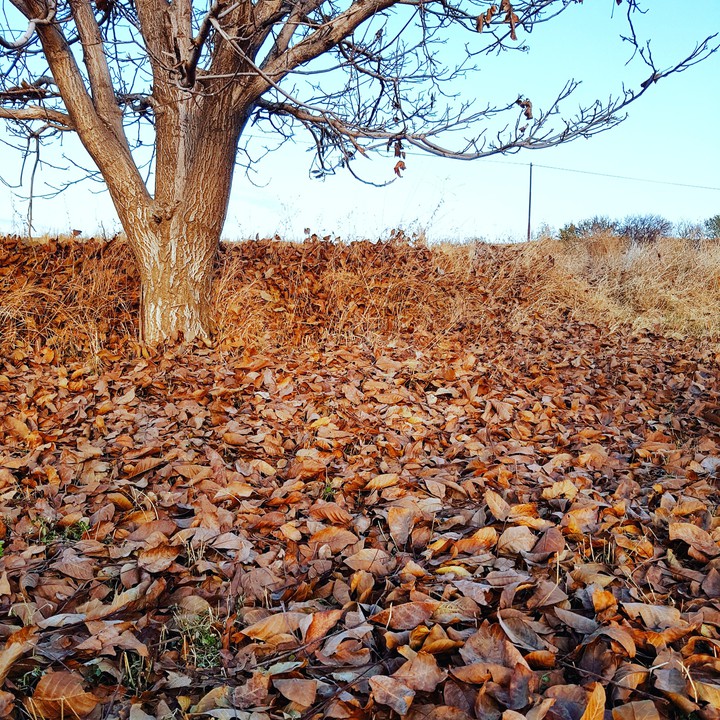 autumn