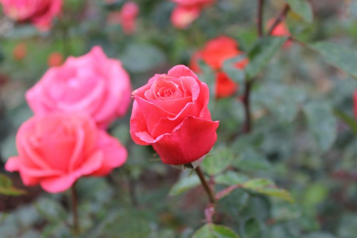Roses. Red and Pink.