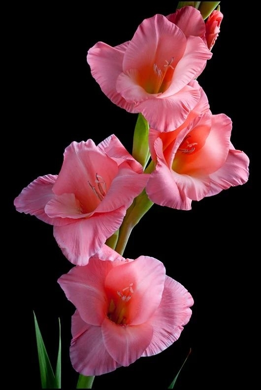 gladiola