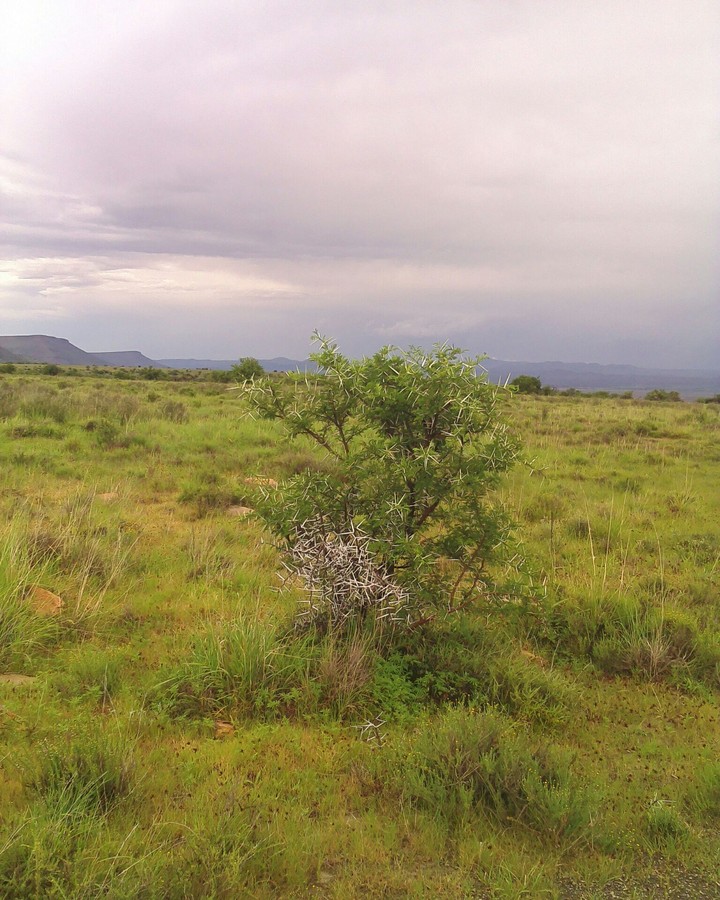 tree