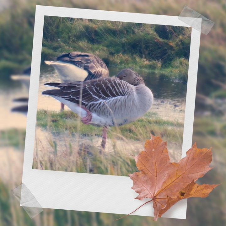 Herbst