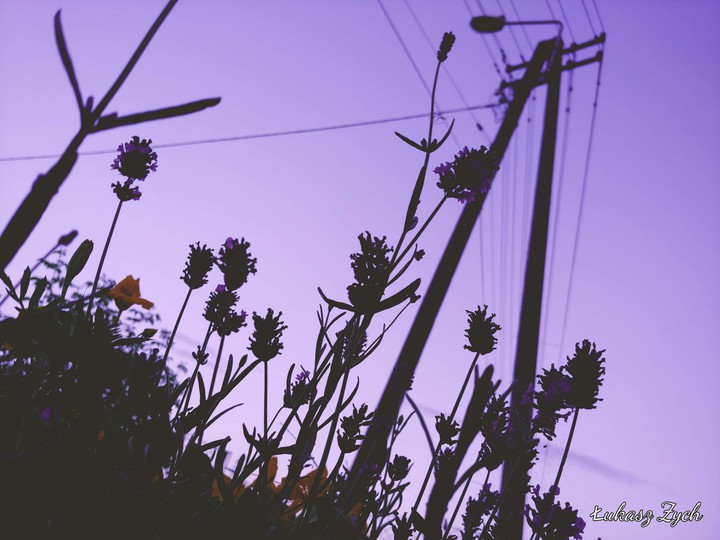 lavender